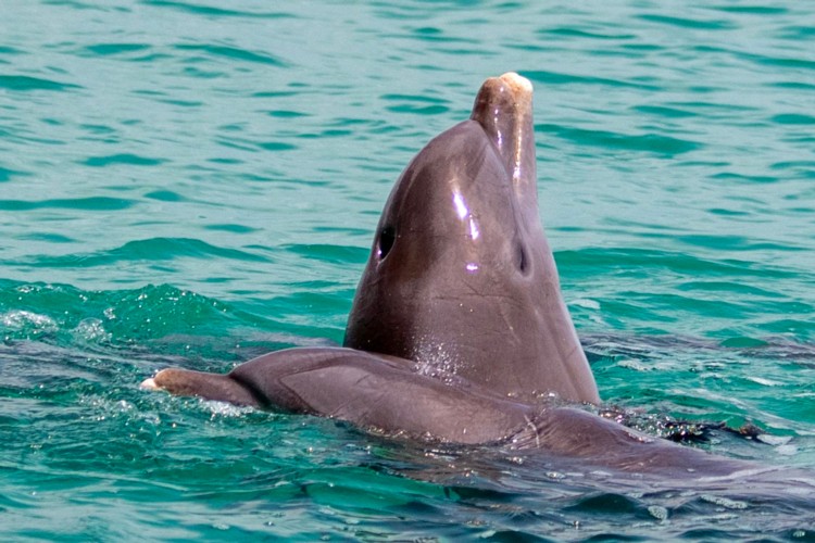 Wild About Dolphins Charters-Dolphin nose close